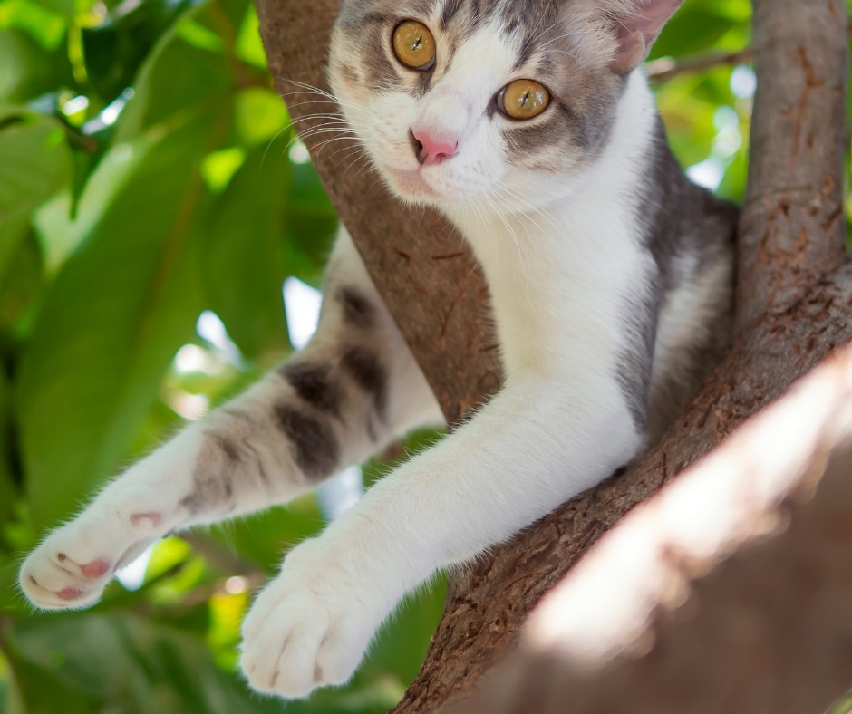 Cat in tree Rescue Service Page